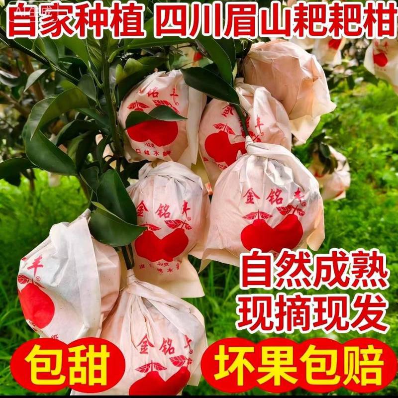 《四川耙耙柑》眉山柑桔/产地货源/品质保证/全国供应