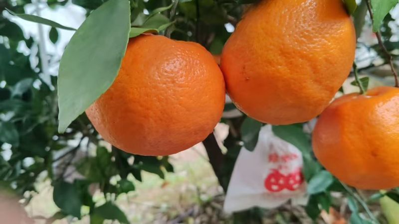 《四川耙耙柑》眉山柑桔/产地货源/品质保证/全国供应