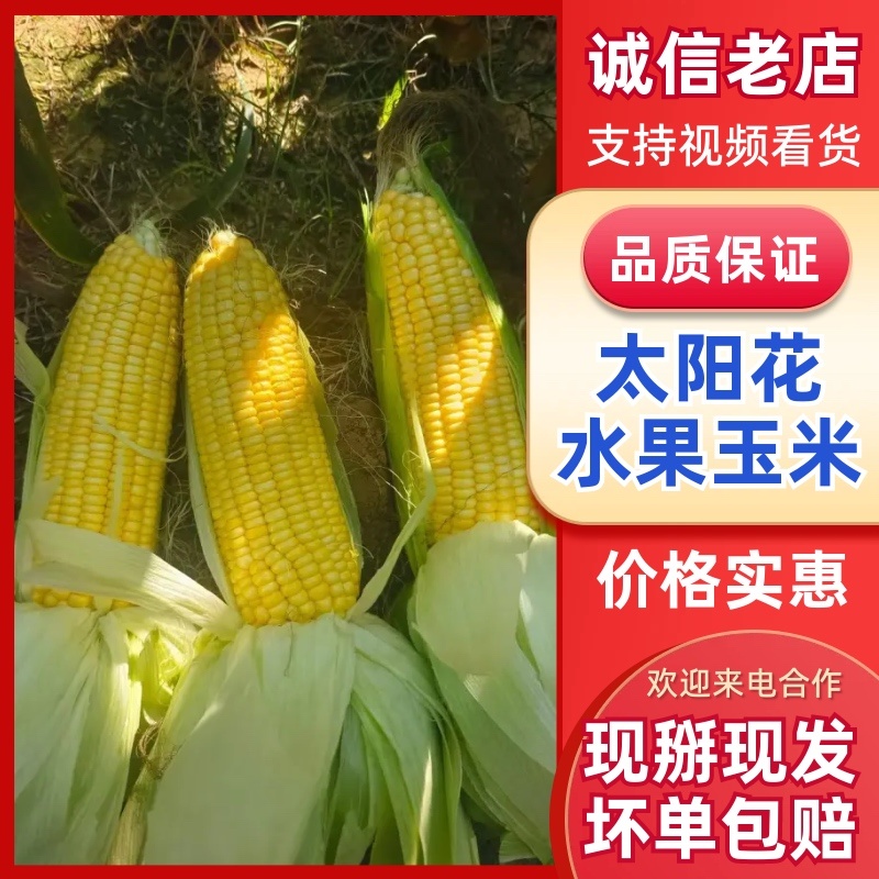 太阳花水果玉米品质保证服务周到产地直发价格美丽