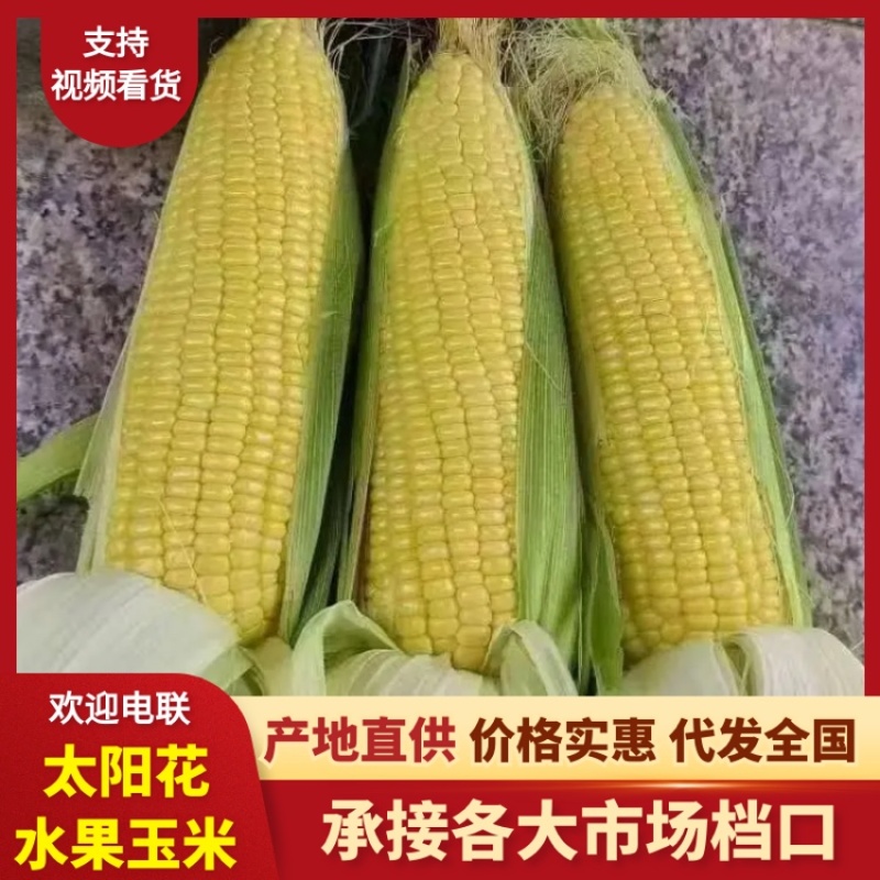太阳花水果玉米品质保证服务周到产地直发价格美丽