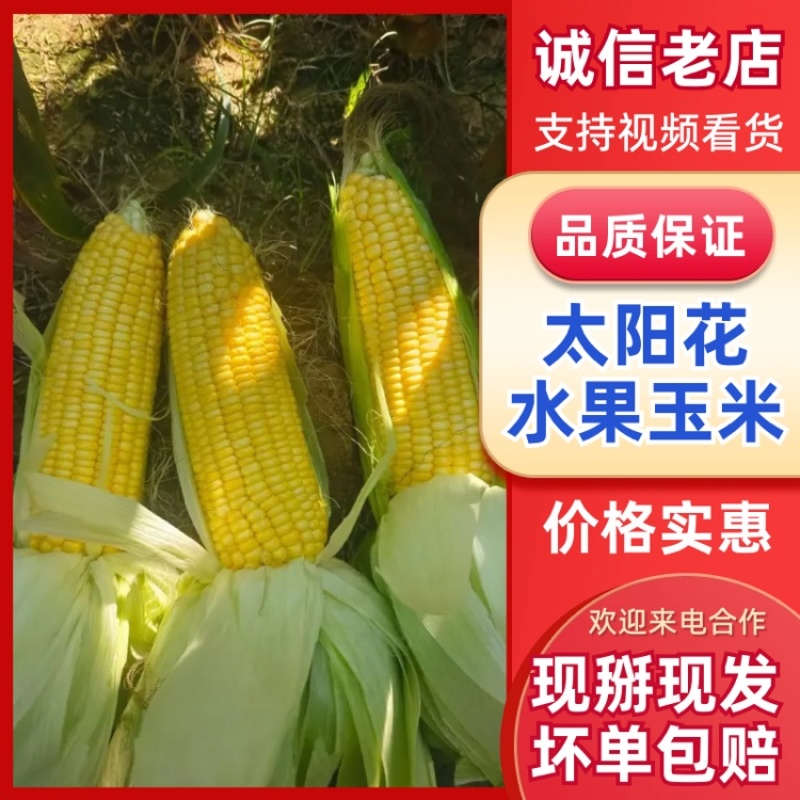 太阳花水果玉米品质保证服务周到产地直发价格美丽