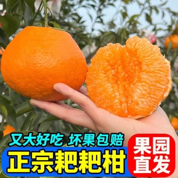 四川耙耙柑丶春见柑桔/产地货源/品质保证/全国供应