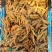 【纯干虎皮鸡爪】虎皮鸡爪不带汤料商用卤店餐馆批发