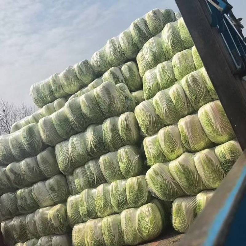 似锦黄心大白菜，3月底大量上市，几千亩基地，市场，加工厂