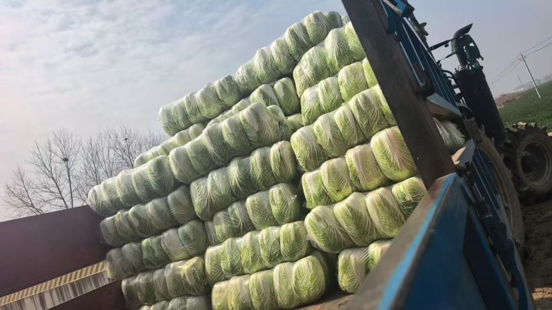 似锦黄心大白菜，3月底大量上市，几千亩基地，市场，加工厂