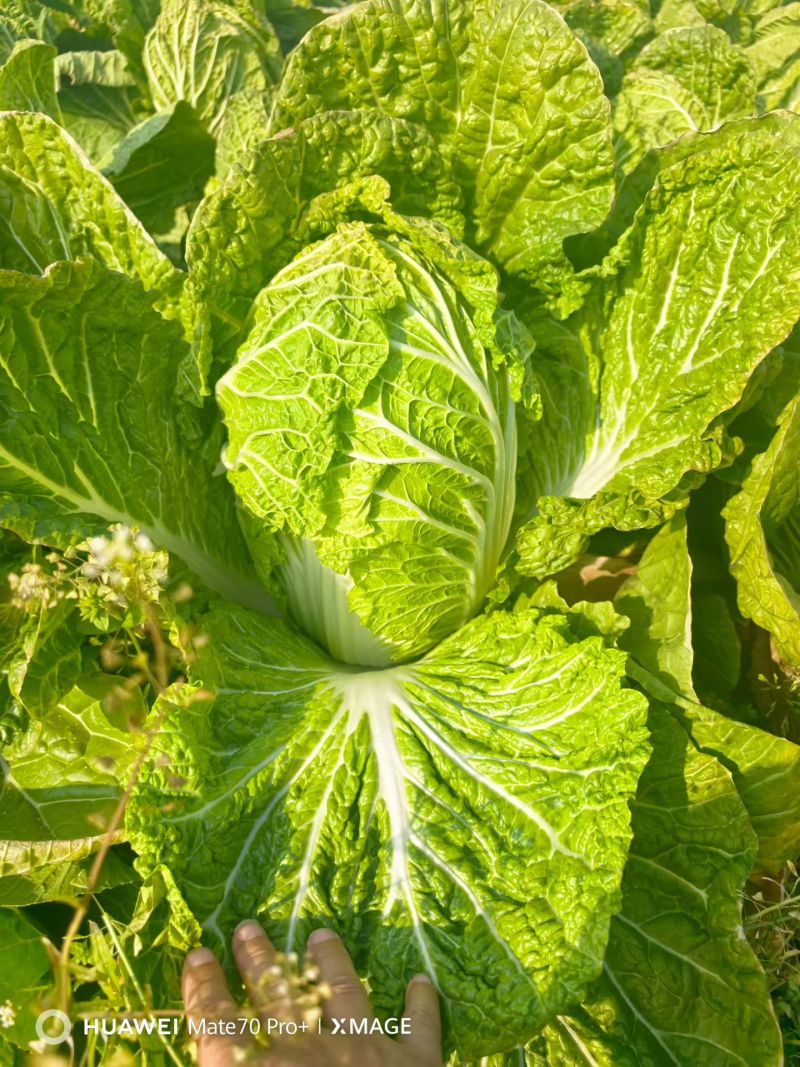 似锦黄心大白菜，3月底大量上市，几千亩基地，市场，加工厂