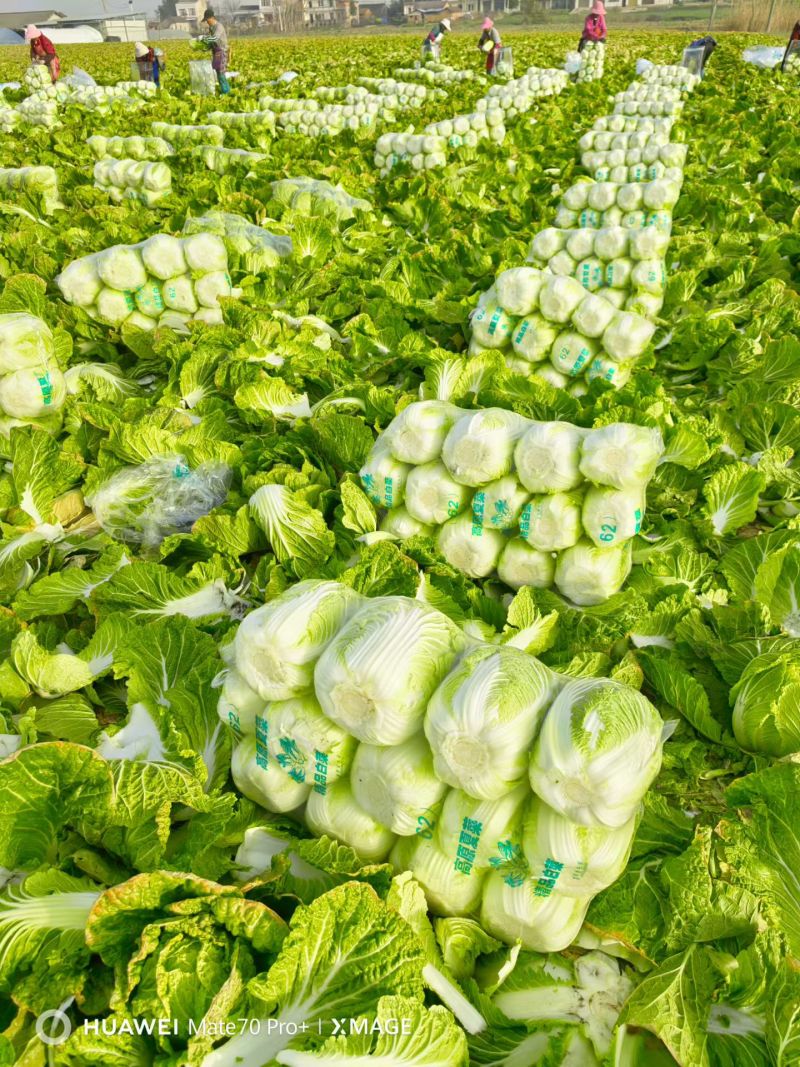 似锦黄心大白菜，3月底大量上市，几千亩基地，市场，加工厂