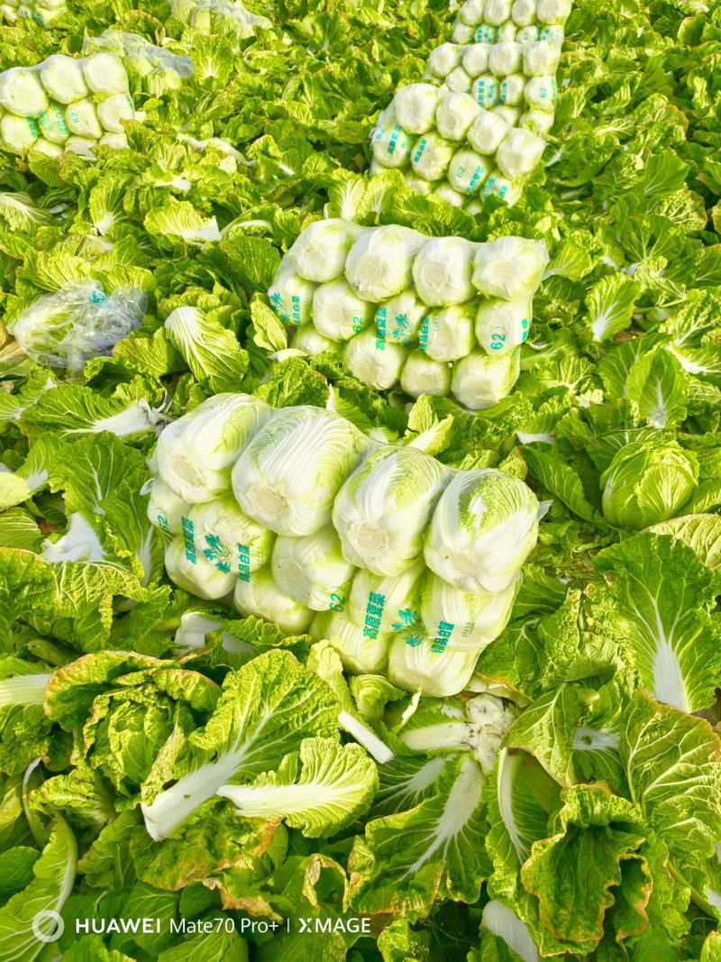 似锦黄心大白菜，3月底大量上市，几千亩基地，市场，加工厂