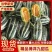 博洋9号博洋61博洋甜瓜青县甜瓜大量上市