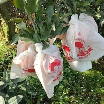 春见耙耙柑