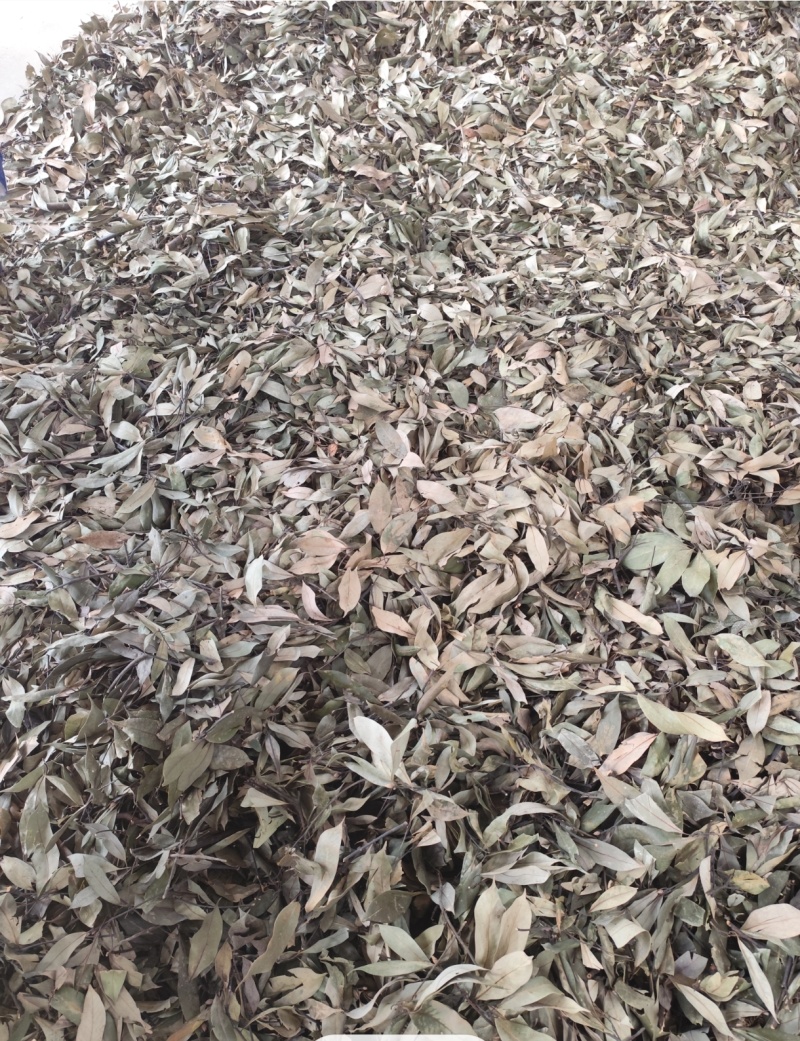 老鹰茶（2026年**野生高品质）