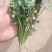 香菜