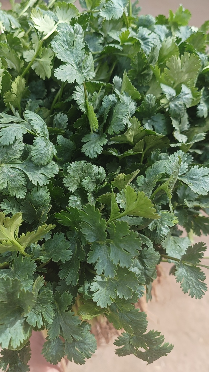 香菜