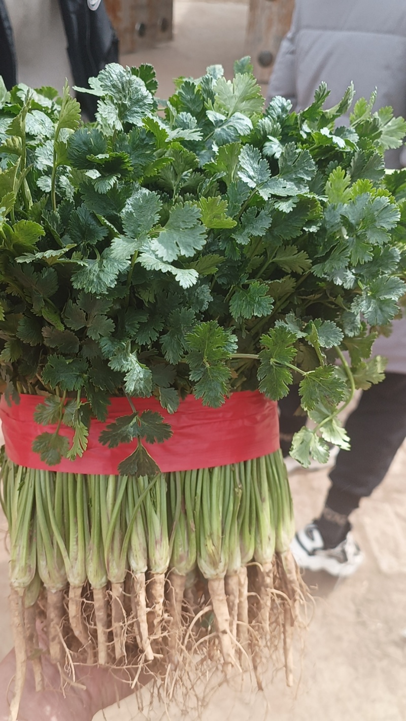 香菜