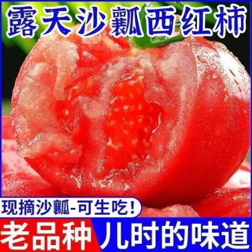 普罗旺斯大西红柿，大量上市，全国发货，欢迎进店沟通