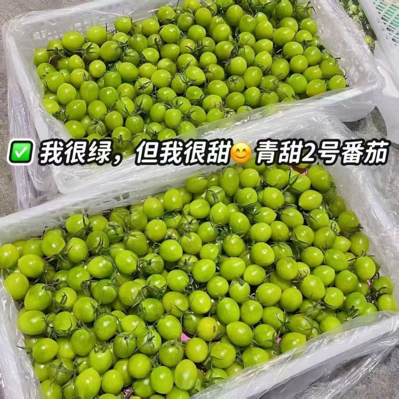 青甜2号小番茄大量上市全国发货，欢迎进店沟通