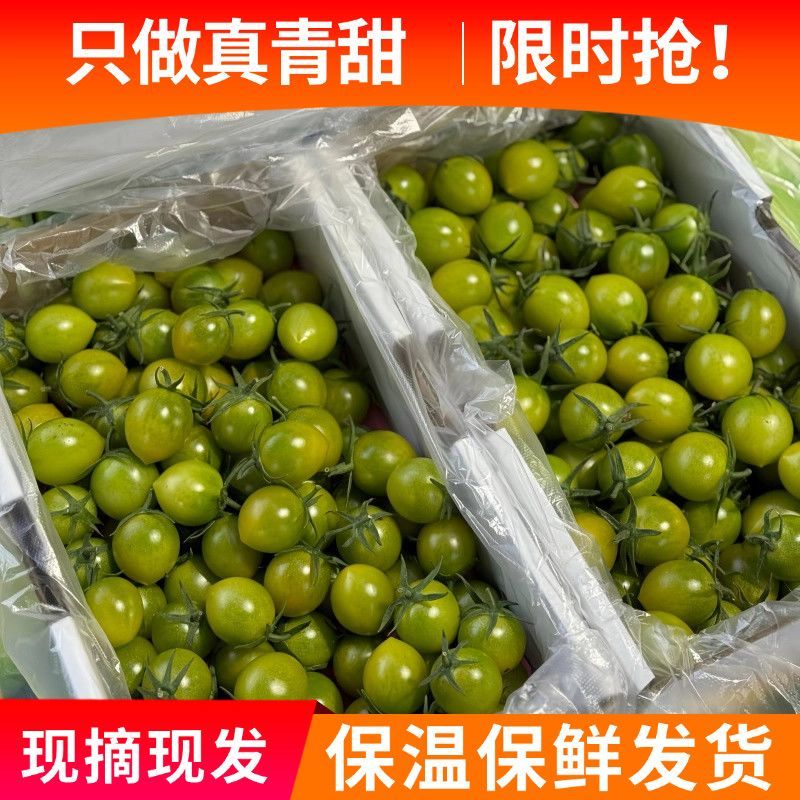 青口蜜小番茄大量上市全国发货，欢迎今天沟通
