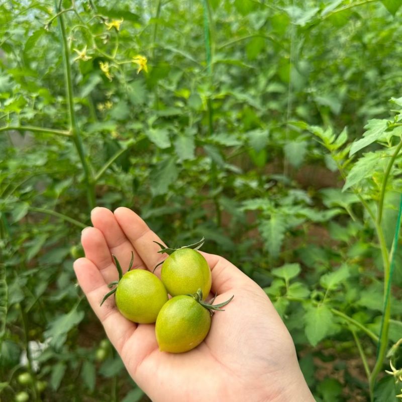 青口蜜小番茄大量上市全国发货，欢迎今天沟通