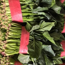 【推荐】聊城大叶菠菜大量供应规格齐全，支持商超，食品厂。