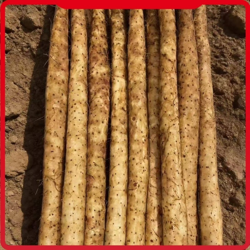 山药/双棒山药/产区直发/货源充足/大量有货