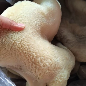 纯干牧童熟牛肚