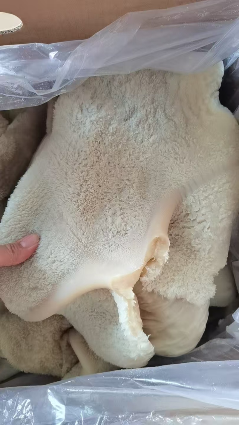 纯干牧童熟牛肚
