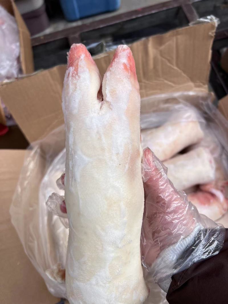 龙大母猪蹄