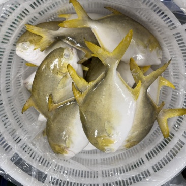 深海金鲳鱼