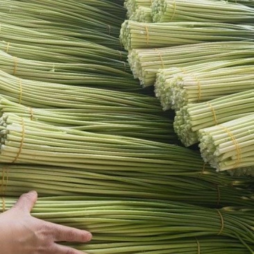四川蒜苔大量上市了，需要定货的朋友，欢迎来人来电定货！