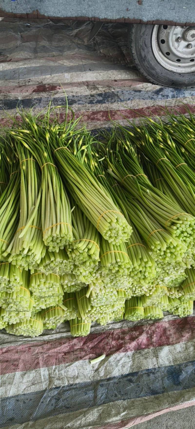 四川蒜苔大量上市了，需要定货的朋友，欢迎来人来电定货！