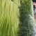 四川蒜苔大量上市了，需要定货的朋友，欢迎来人来电定货！