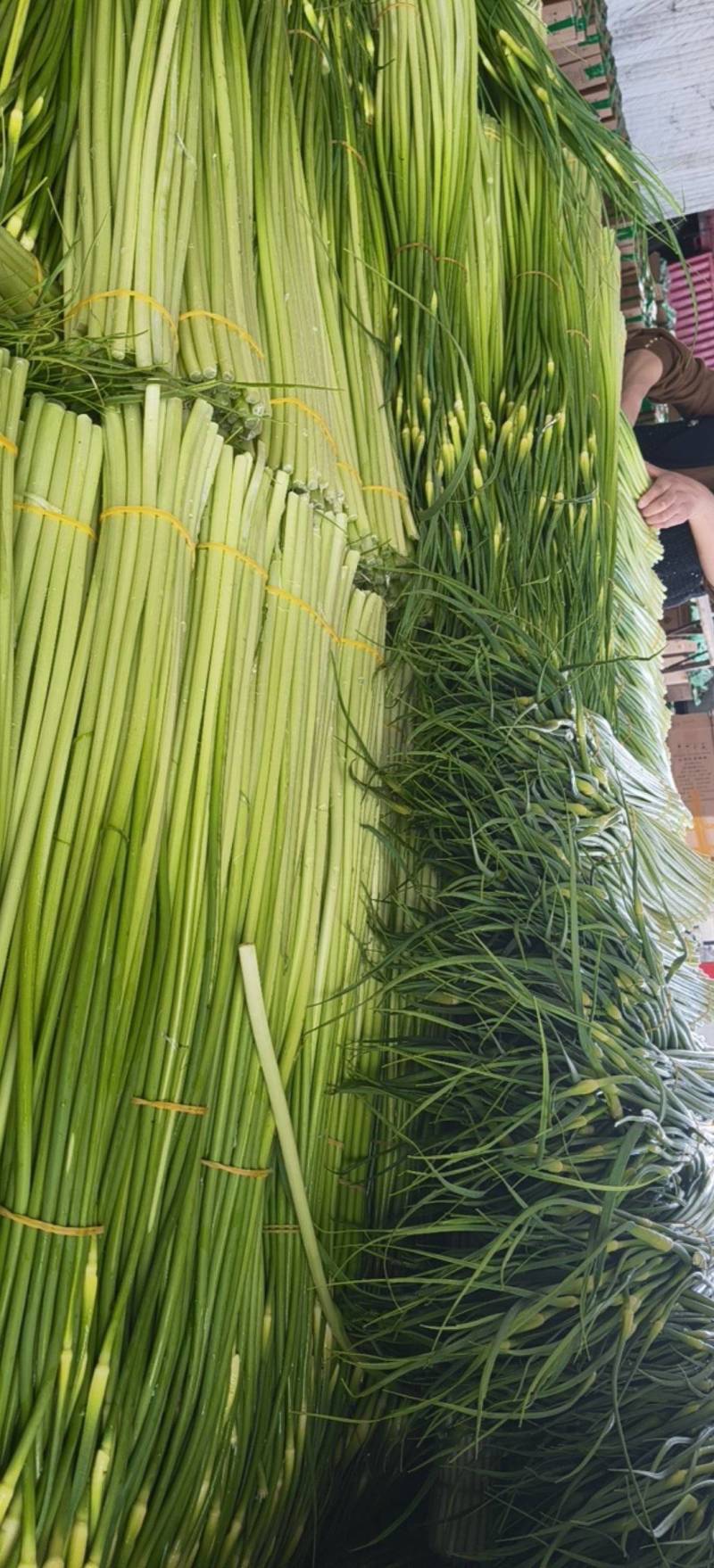 四川蒜苔大量上市了，需要定货的朋友，欢迎来人来电定货！