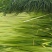 四川蒜苔大量上市了，需要定货的朋友，欢迎来人来电定货！