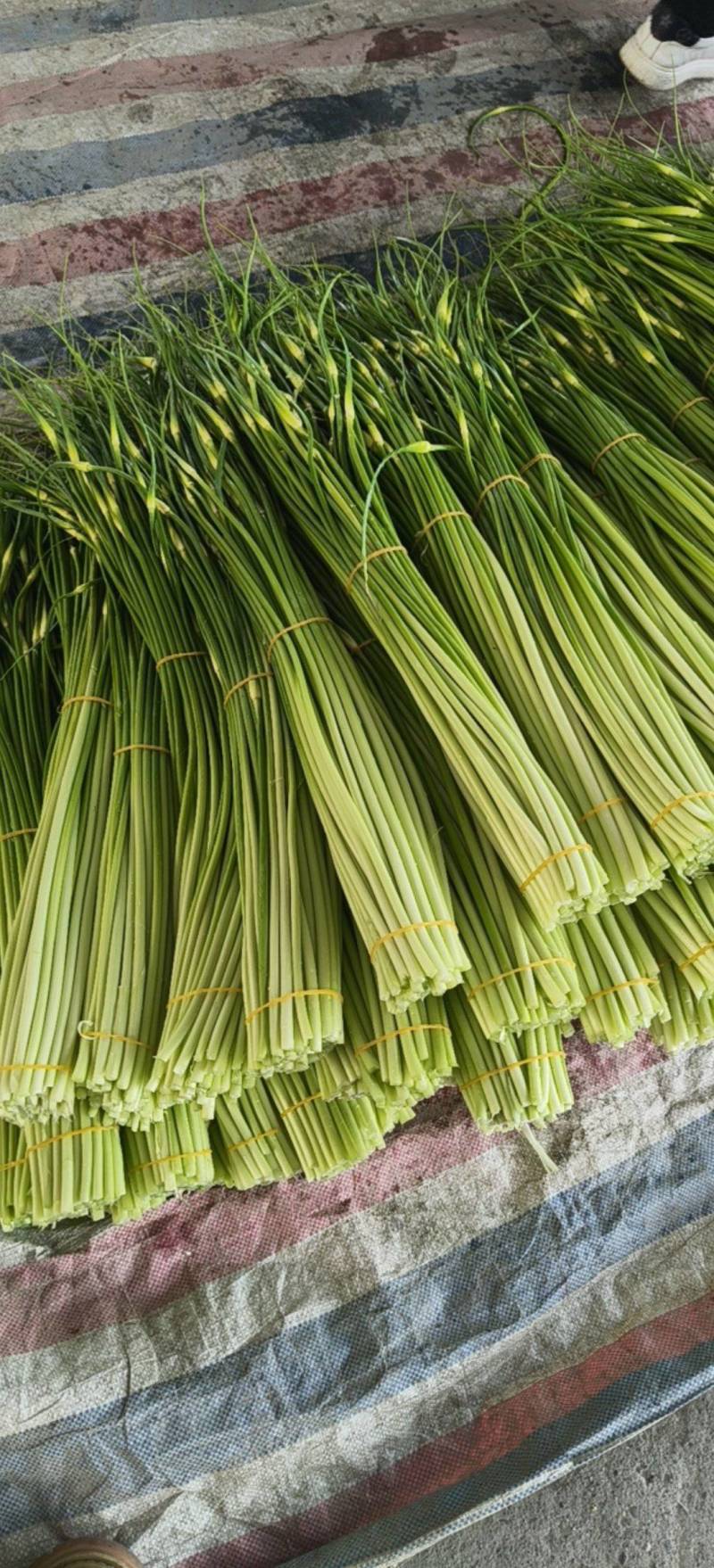 四川蒜苔大量上市了，需要定货的朋友，欢迎来人来电定货！