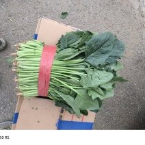 聊城阳谷菠菜，一手货源，产地直发