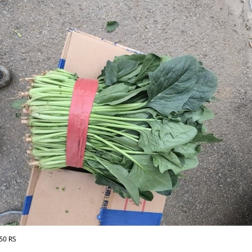 聊城阳谷菠菜，一手货源，产地直发