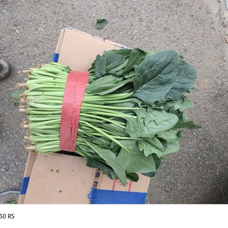 聊城阳谷菠菜，一手货源，产地直发