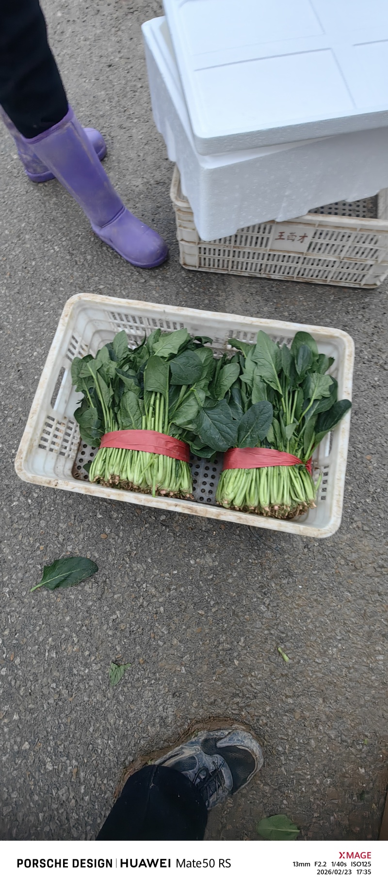 聊城阳谷菠菜，一手货源，产地直发
