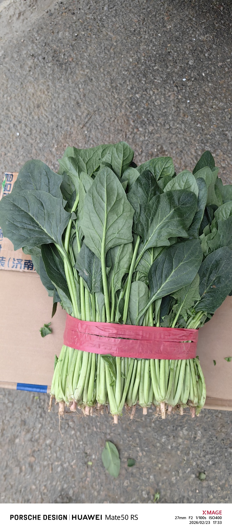 聊城阳谷菠菜，一手货源，产地直发