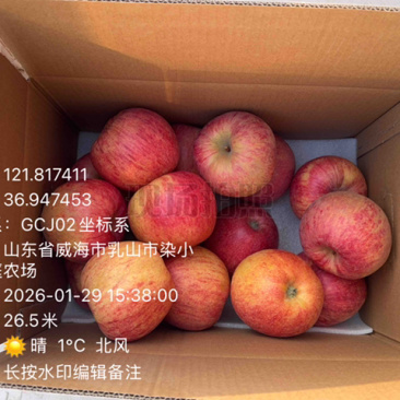 山东九瑶苹果