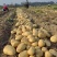 【推荐】黄心土豆大量接单产地直发量大从优欢迎来电