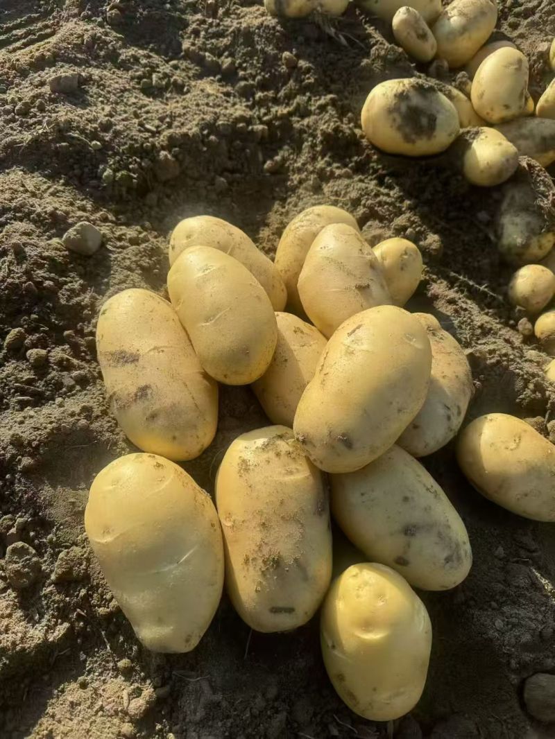 【推荐】黄心土豆大量接单产地直发量大从优欢迎来电