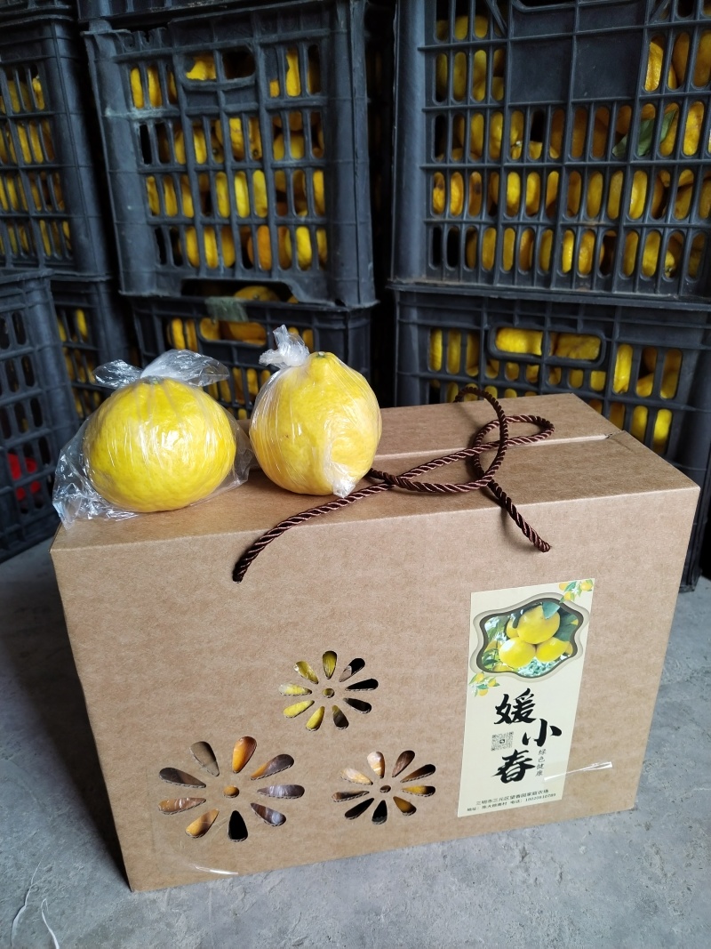 绿美人媛小春