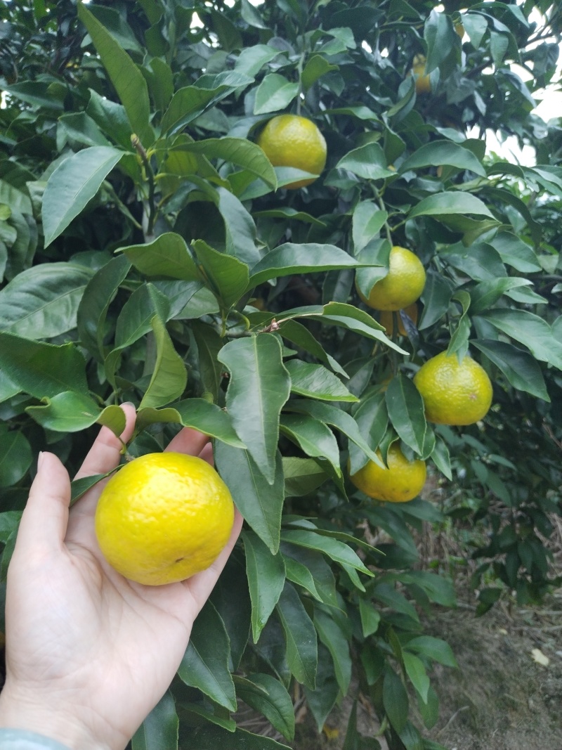 绿美人媛小春