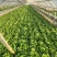 精品团生菜一手货源全国发货量大价优欢迎随时联系