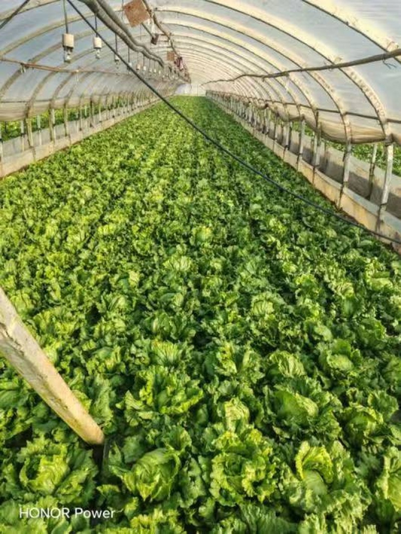 精品团生菜一手货源全国发货量大价优欢迎随时联系