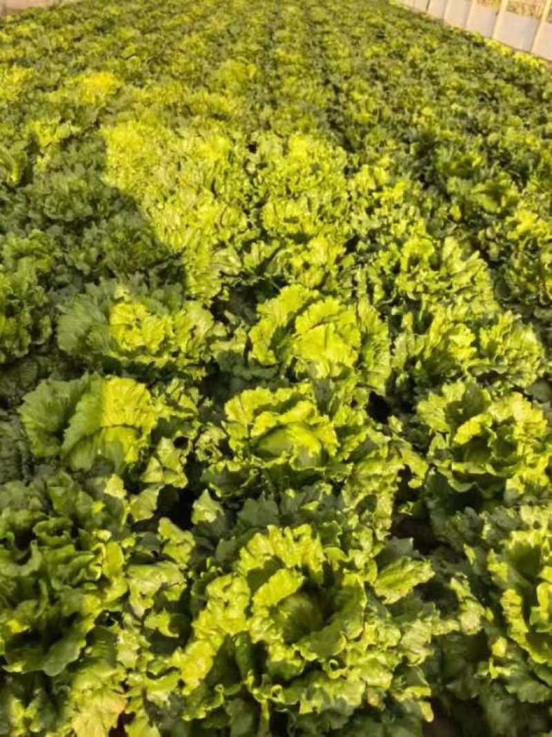 精品团生菜一手货源全国发货量大价优欢迎随时联系
