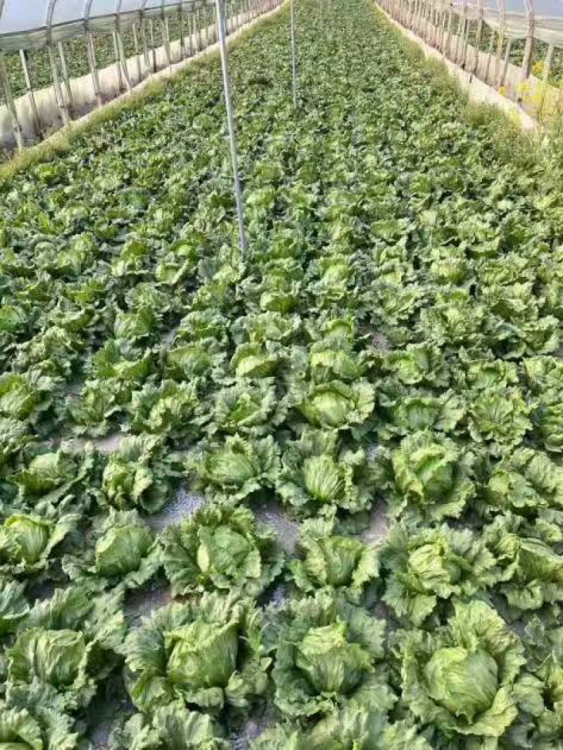 精品团生菜一手货源全国发货量大价优欢迎随时联系
