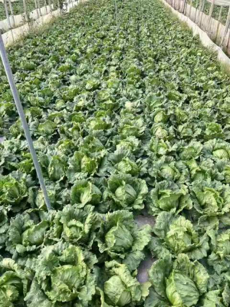 精品团生菜一手货源全国发货量大价优欢迎随时联系