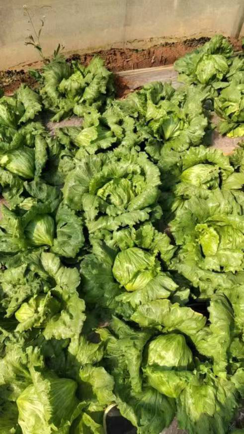 精品团生菜一手货源全国发货量大价优欢迎随时联系